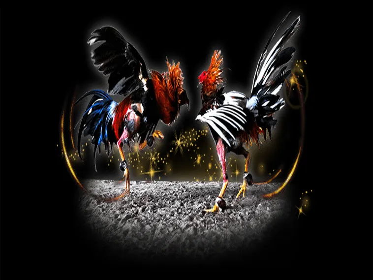 Bí Quyết Chơi Đá Gà Sabong Tại 566Bet Từ Các Sư Kê 1 Bí Quyết Chơi Đá Gà Sabong Tại 566Bet Từ Các Sư Kê