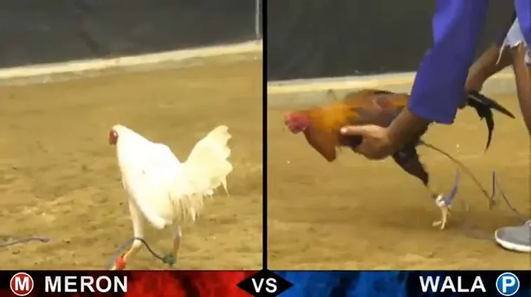 Bí Quyết Chơi Đá Gà Sabong Tại 566Bet Từ Các Sư Kê 2 Bí Quyết Chơi Đá Gà Sabong Tại 566Bet Từ Các Sư Kê